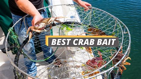 best bait for catching crabs.